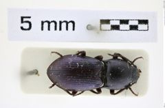 Foto (Dorsalansicht) von Selatosomus informis (Kraatz, 1879) (NHMW-ZOO-COL-0008390)